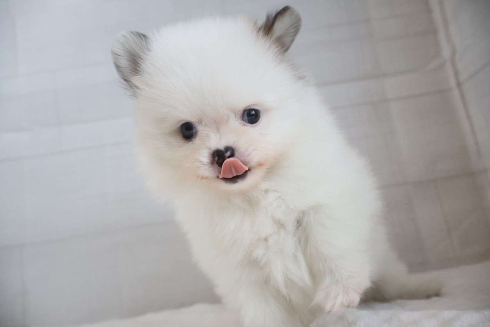 大名- MIX(チワワ×ポメラニアン) | 【公式】ペッツメイト ▶︎ 九州で