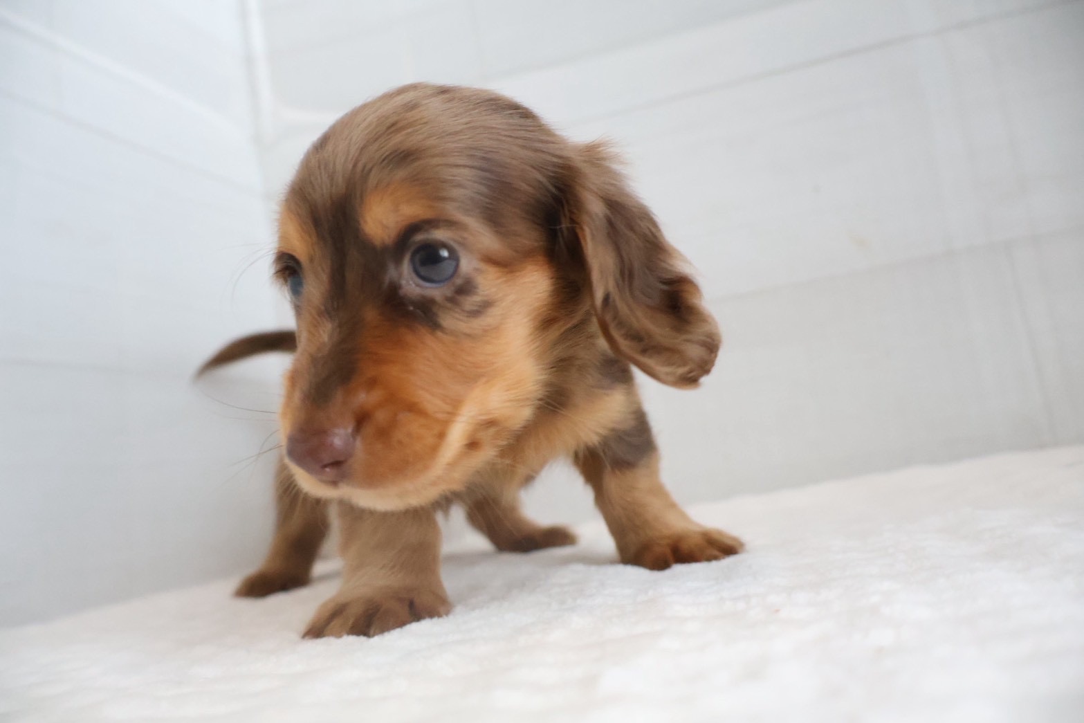 筑後-7389 ミニチュアダックスフンド | 【公式】ペッツメイト