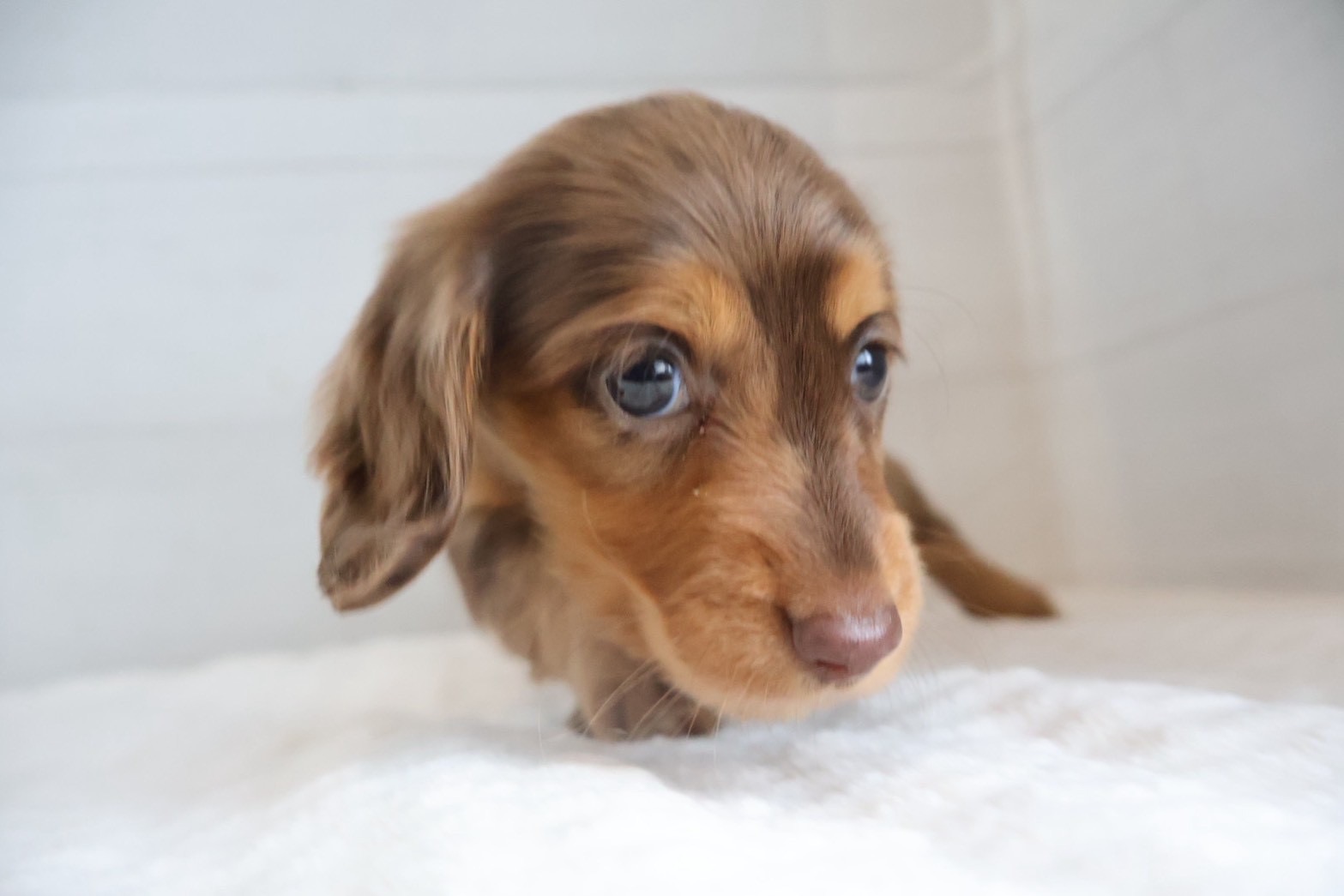 筑後-7389 ミニチュアダックスフンド | 【公式】ペッツメイト