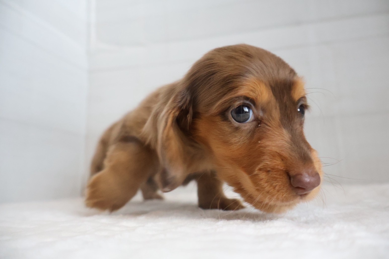 筑後-7389 ミニチュアダックスフンド | 【公式】ペッツメイト