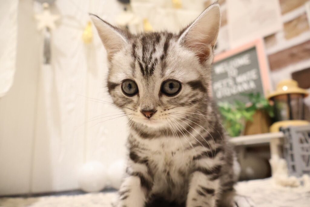 アメリカンショートヘア シルバータビーの子猫|福岡 |ペッツメイトイオン乙金店