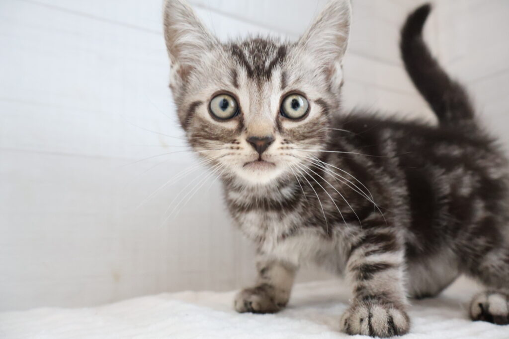 アメリカンショートヘア シルバータビーの子猫|福岡 |ペットアミ筑後店