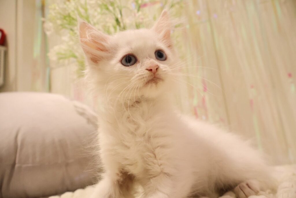メインクーン ホワイトの子猫|福岡 |ペッツメイトイオン乙金店