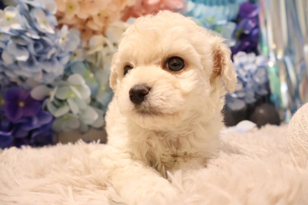 MIX(チワワ×トイプー) クリームの子犬|佐賀 | ペッツメイトモラージュ佐賀店