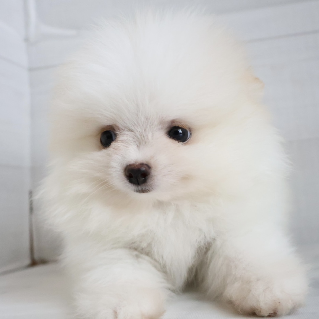 ポメラニアンの子犬