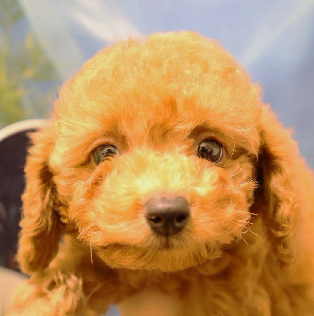 トイプードルの子犬