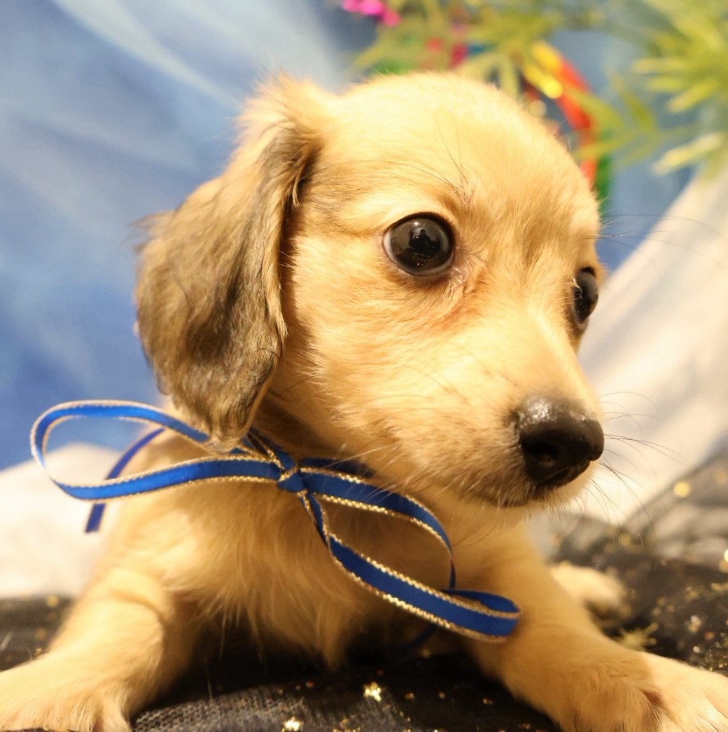 ダックスフンドの子犬（佐賀在籍）