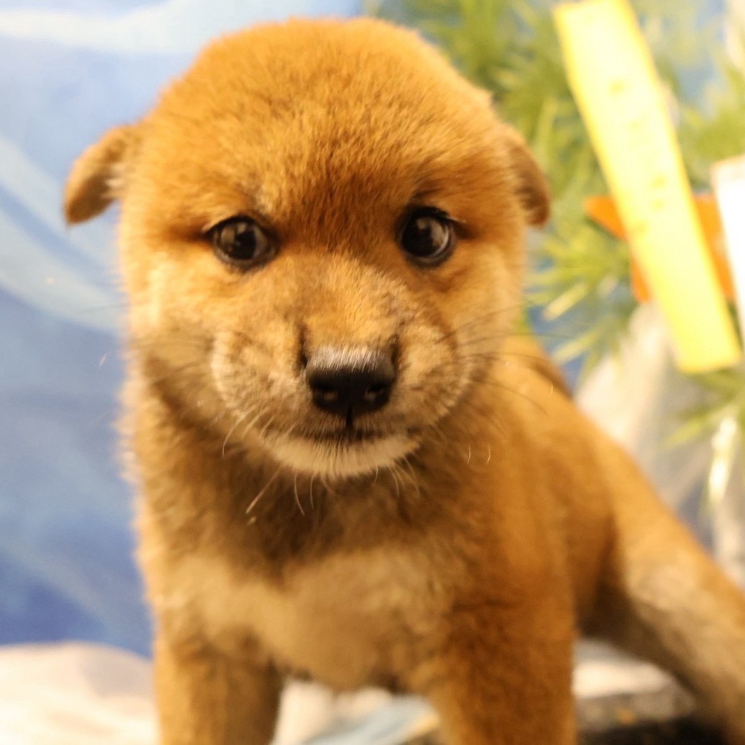 柴犬・豆柴の子犬