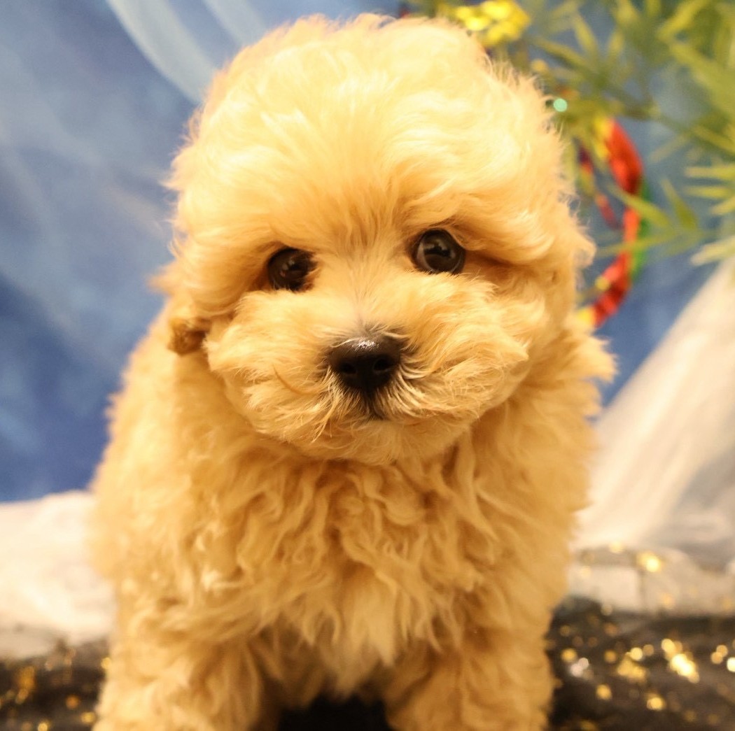 マルプーMIXの子犬
