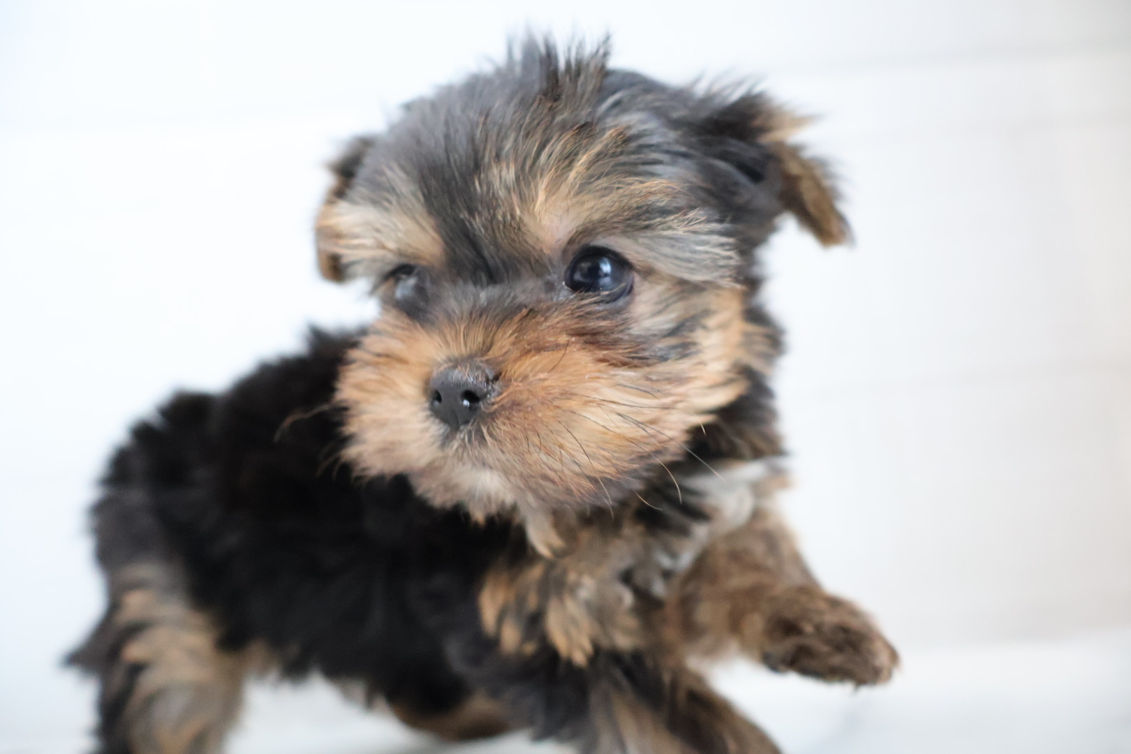 ヨークシャーテリア スチールブルータンの子犬｜福岡 |ペットアミ筑後店
