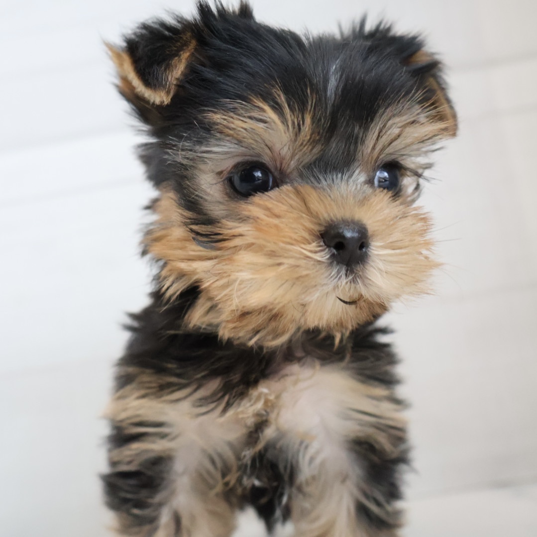 ヨークシャーテリアの子犬