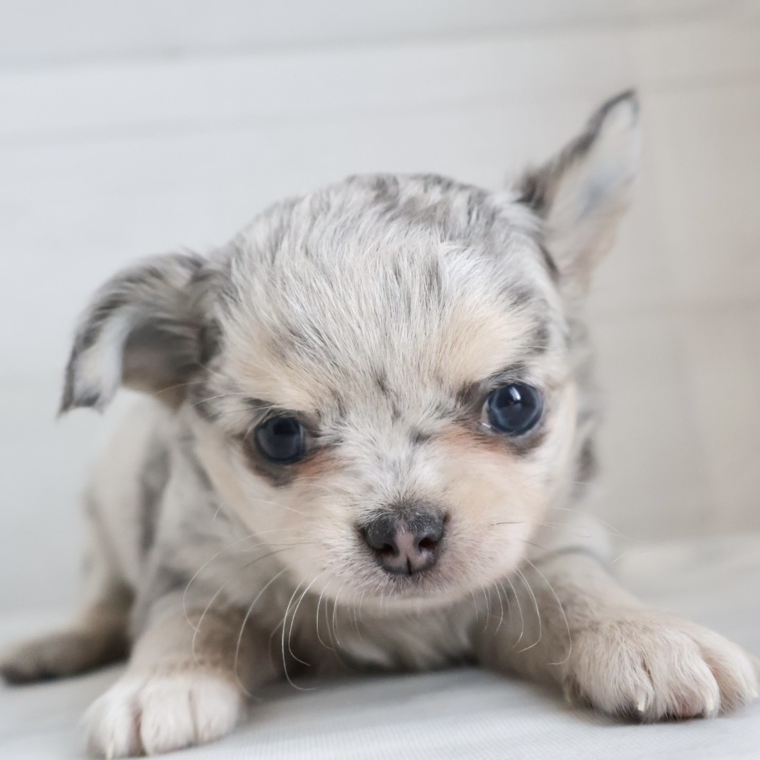 チワワの子犬