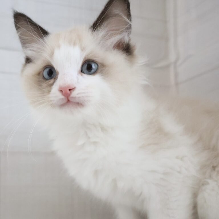 ラグドールの子猫（宮崎・ペッツメイト宮交シティ店在籍）