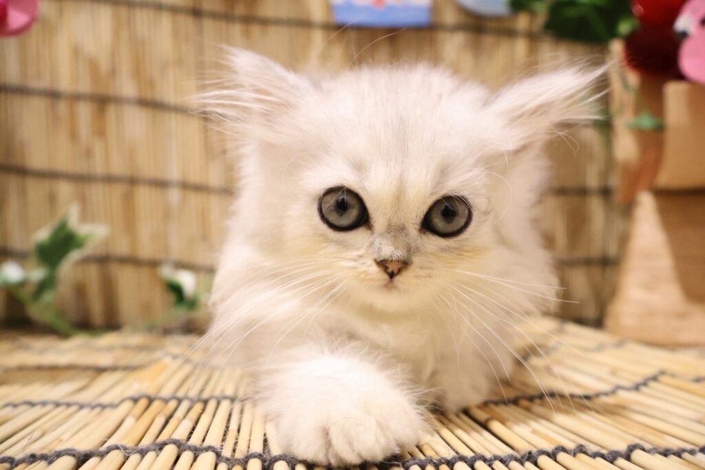 ペルシャ チンチラシルバーの子猫|福岡 |ペッツメイトイオン小郡店