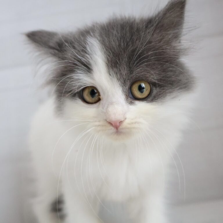 サイベリアンの子猫（福岡・ペットアミ筑後店在籍）