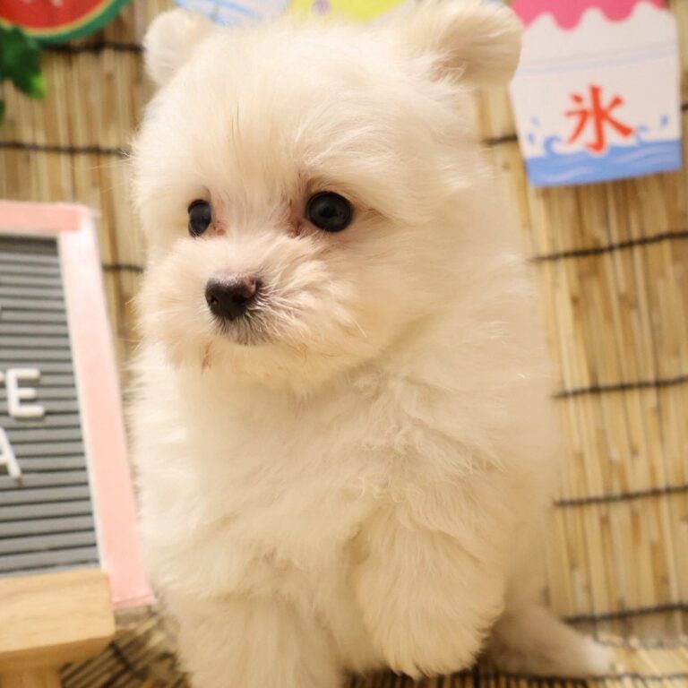 MIX(マルチーズ×ポメラニアン)の子犬（宮崎・ペッツメイトイオン都城店在籍）
