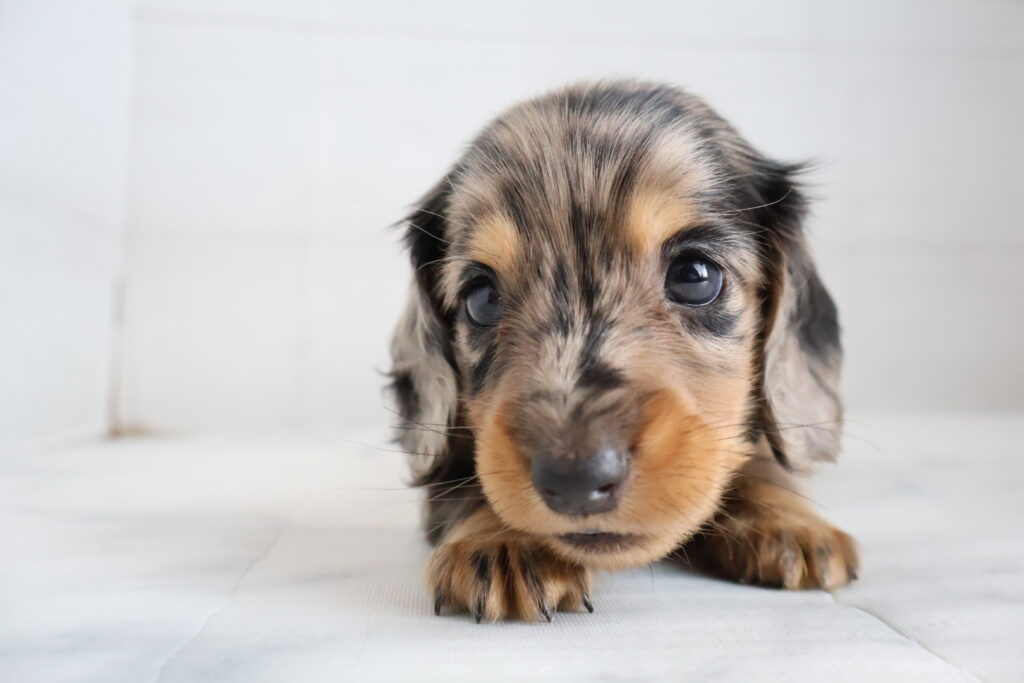 ミニチュアダックスフンド シルバーダップルの子犬|福岡 |ペットアミ筑後店