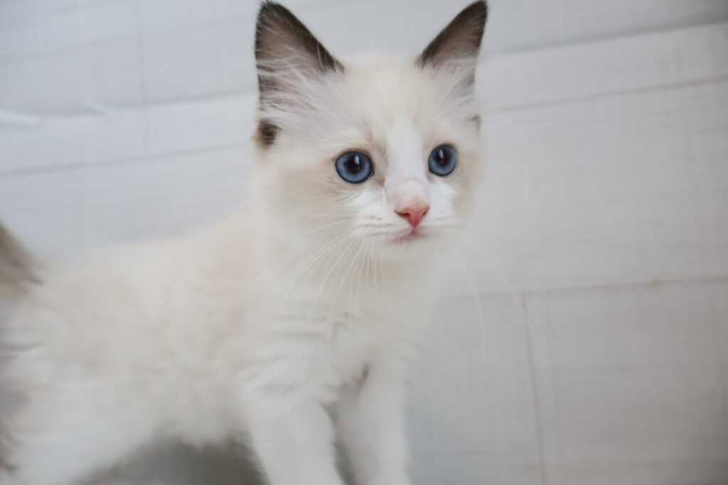 ラグドール シールポイントバイカラーの子猫|福岡 |ペッツメイトイオン乙金店