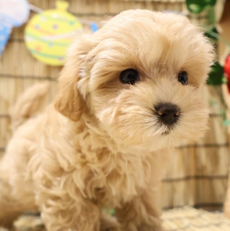 MIX(マルチーズ×トイプードル)の子犬（福岡・ペットアミ須恵店在籍）