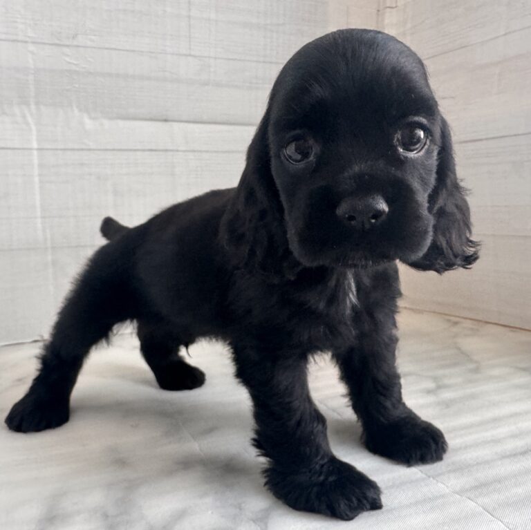 アメリカン・コッカー・スパニエルの子犬（宮崎・ペッツメイトイオン都城店在籍）