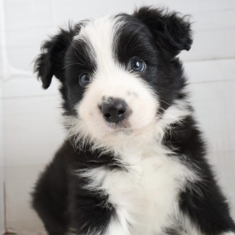 ボーダーコリーの子犬（佐賀・ペッツメイトモラージュ佐賀店在籍）