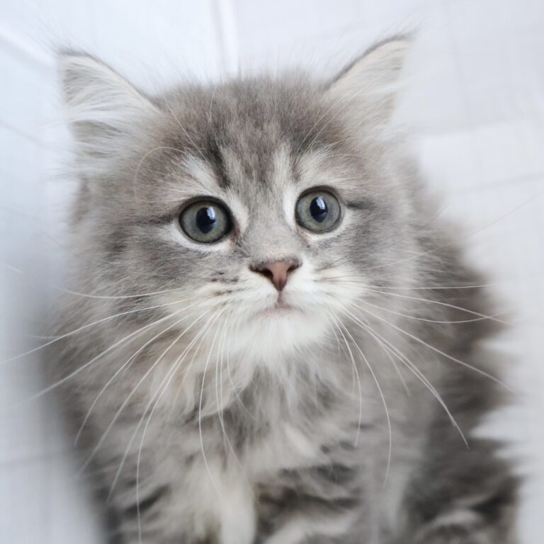 マンチカンの子猫（福岡・ペッツメイトイオン乙金店在籍）
