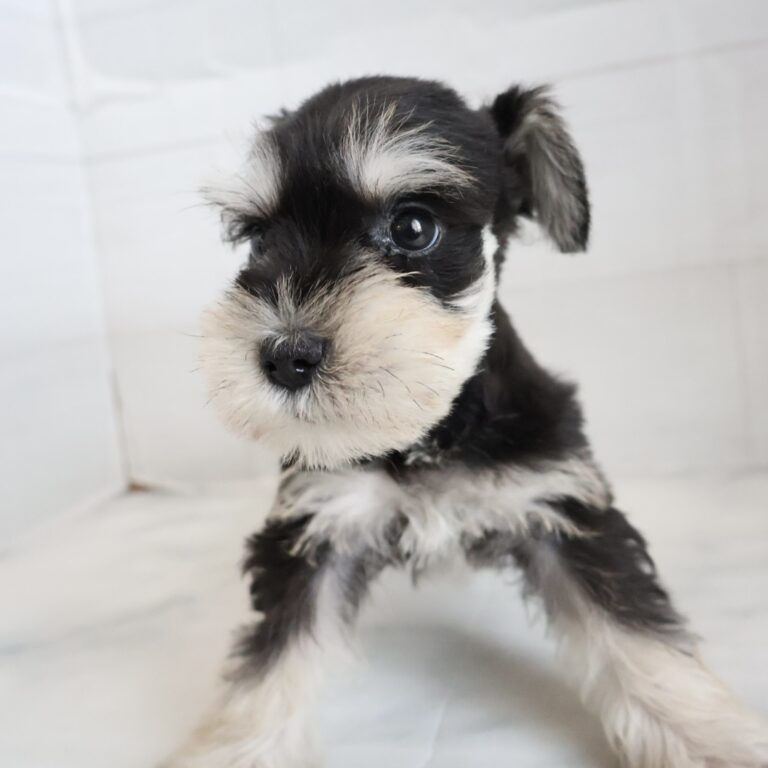 ミニチュアシュナウザーの子犬（宮崎・ペッツメイトイオン都城店在籍）