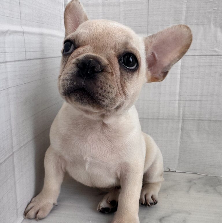 フレンチブルドッグの子犬（宮崎・ペッツメイト宮交シティ店在籍）