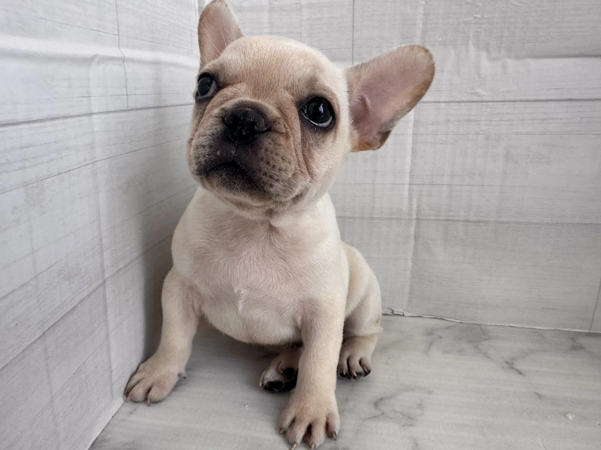フレンチブルドッグ クリームの子犬|宮崎 | ペッツメイト宮交シティ店