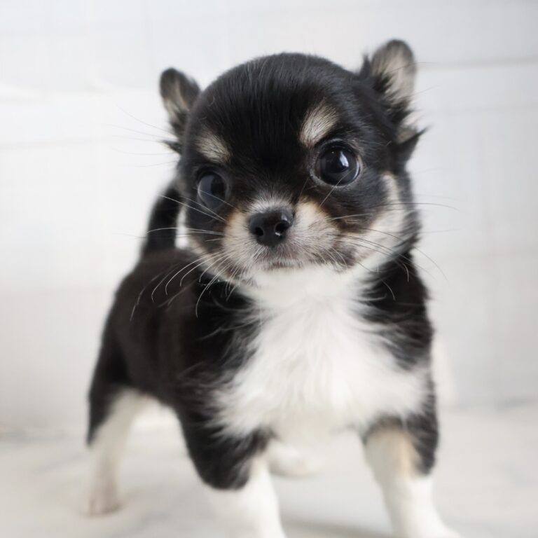 ロングコートチワワの子犬（佐賀・ペッツメイトモラージュ佐賀店在籍）