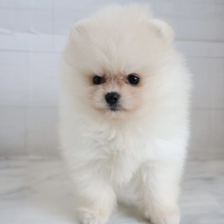 ポメラニアンの子犬（福岡・ペッツメイトイオン乙金店在籍）