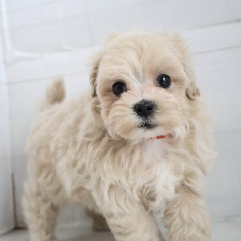 MIX(マルチーズ×トイプードル)の子犬（福岡・ペットアミ甘木店在籍）