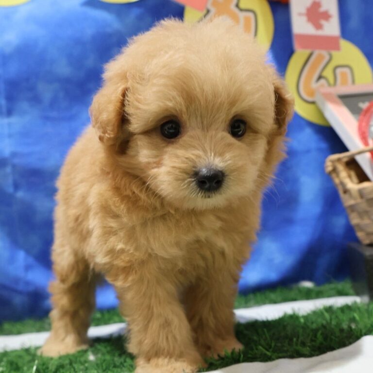 MIX(ポメラニアン×トイプードル)の子犬（福岡・ペットアミ筑後店在籍）