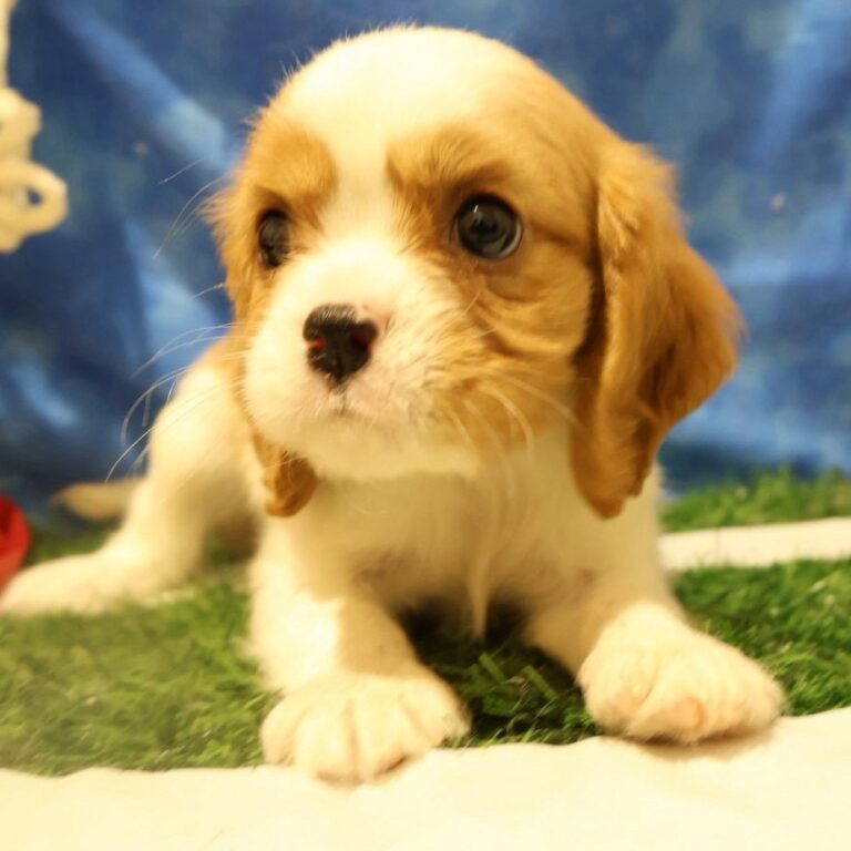 キャバリア・キング・チャールズ・スパニエルの子犬（福岡・ペットアミ甘木店在籍）