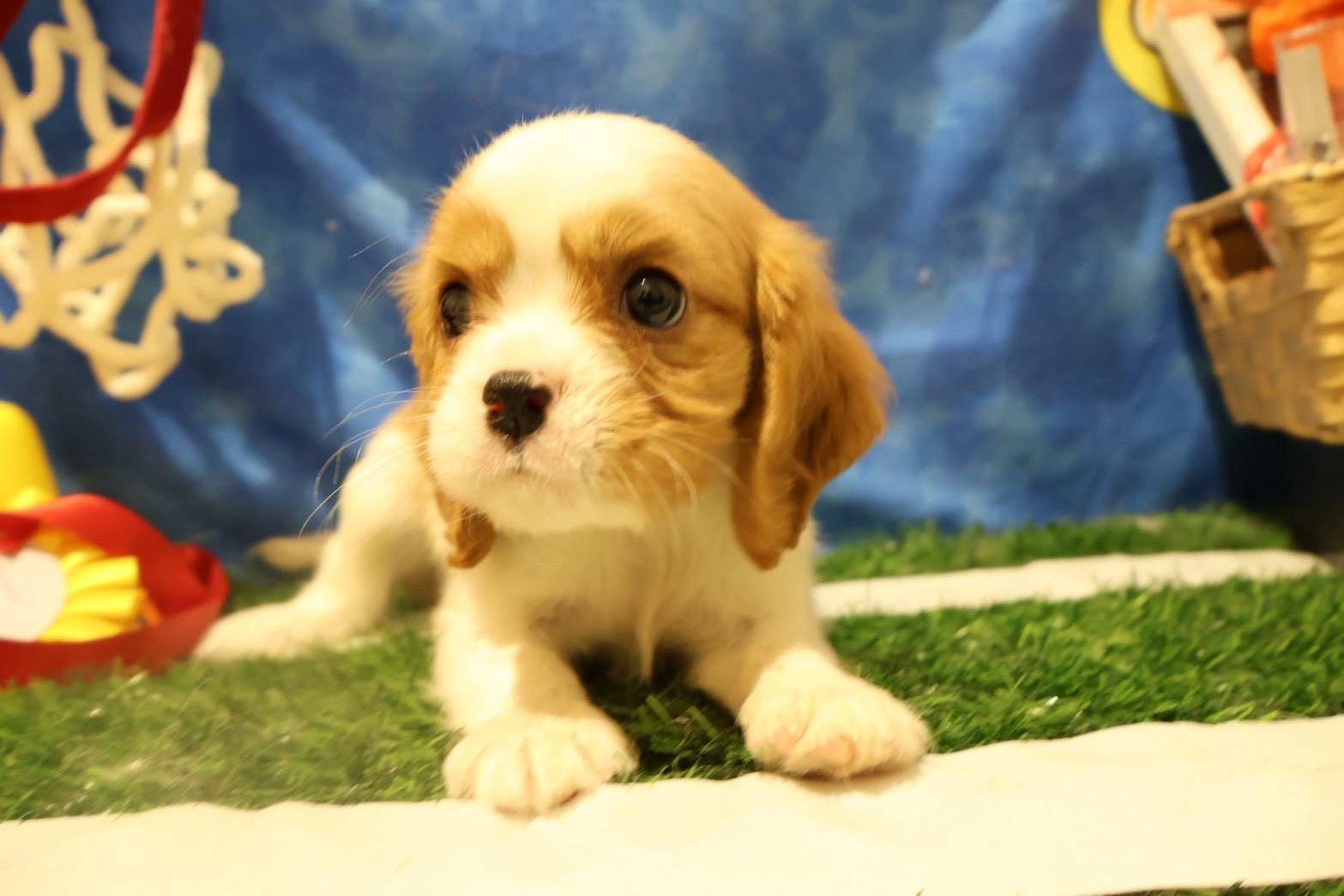 キャバリア・キング・チャールズ・スパニエル ブレンハイムの子犬|福岡 |ペットアミ甘木店
