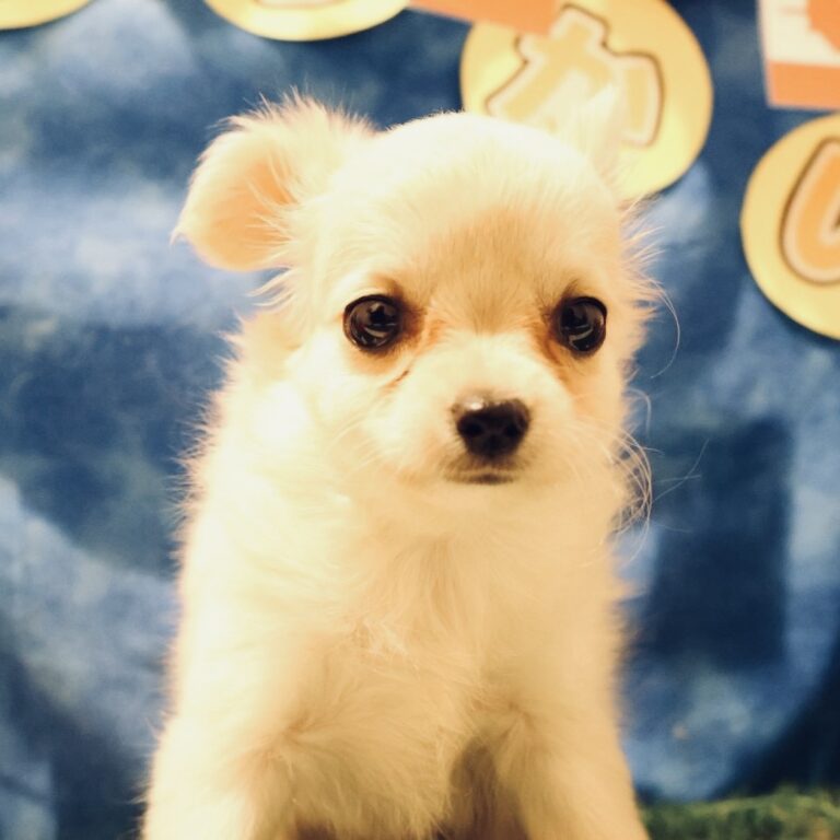 チワワの子犬（福岡・ペットアミ須恵店在籍）