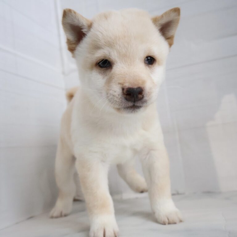 豆柴の子犬（福岡・ペットアミ甘木店在籍）