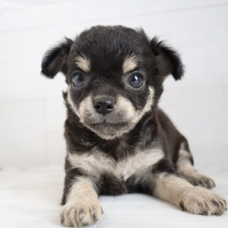 ロングコートチワワの子犬（福岡・ペットアミ筑後店在籍）