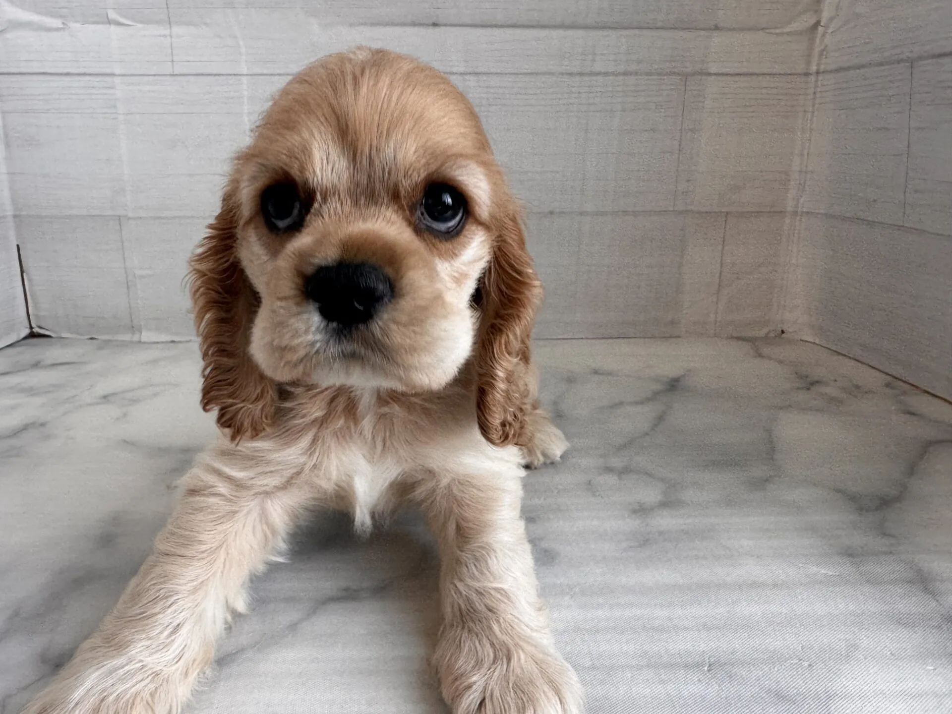 アメリカン・コッカー・スパニエル バフの子犬｜福岡 |ペッツメイトイオン小郡店