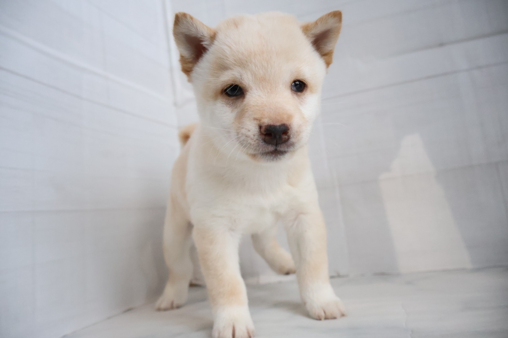 豆柴 白の子犬|福岡 |ペットアミ甘木店