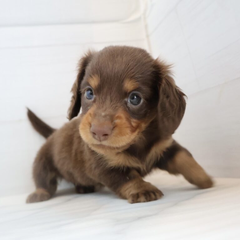 ミニチュアダックスフンドの子犬（福岡・ペットアミ甘木店在籍）