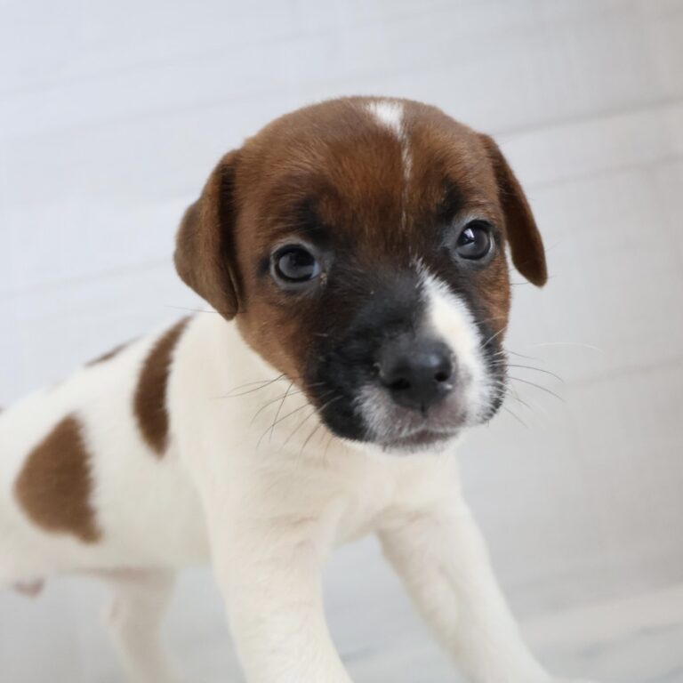 ジャックラッセルテリアの子犬（宮崎・ペッツメイト宮交シティ店在籍）