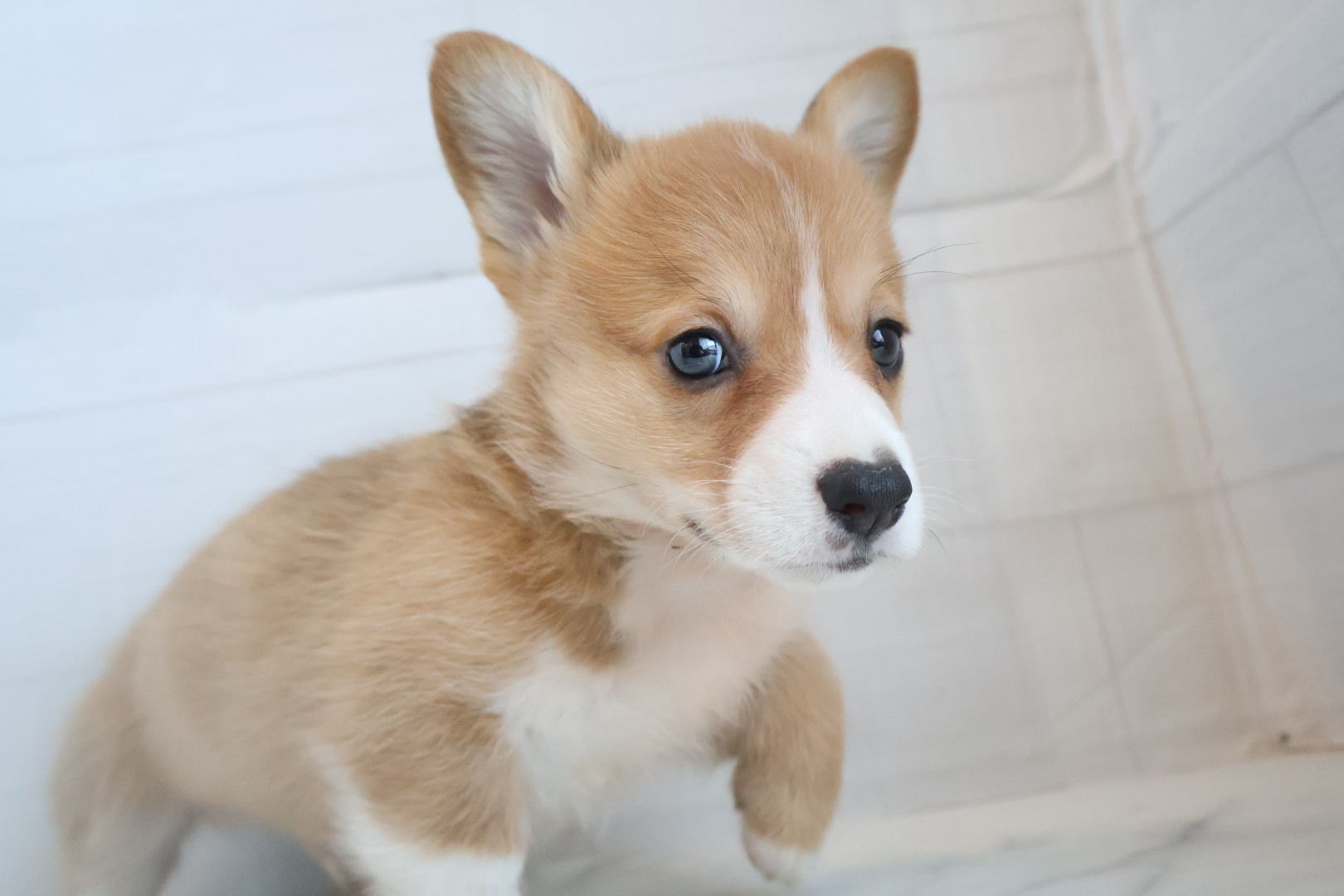 ウェルシュコーギー・ペンブローク レッドホワイトの子犬｜福岡 | ペッツメイト天神大名店