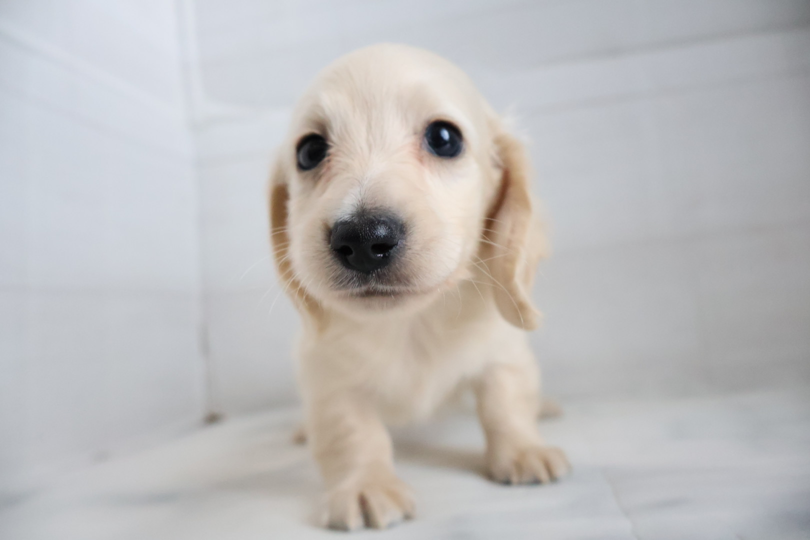 ミニチュアダックスフンド イエローの子犬｜佐賀 |ペッツメイト佐賀店