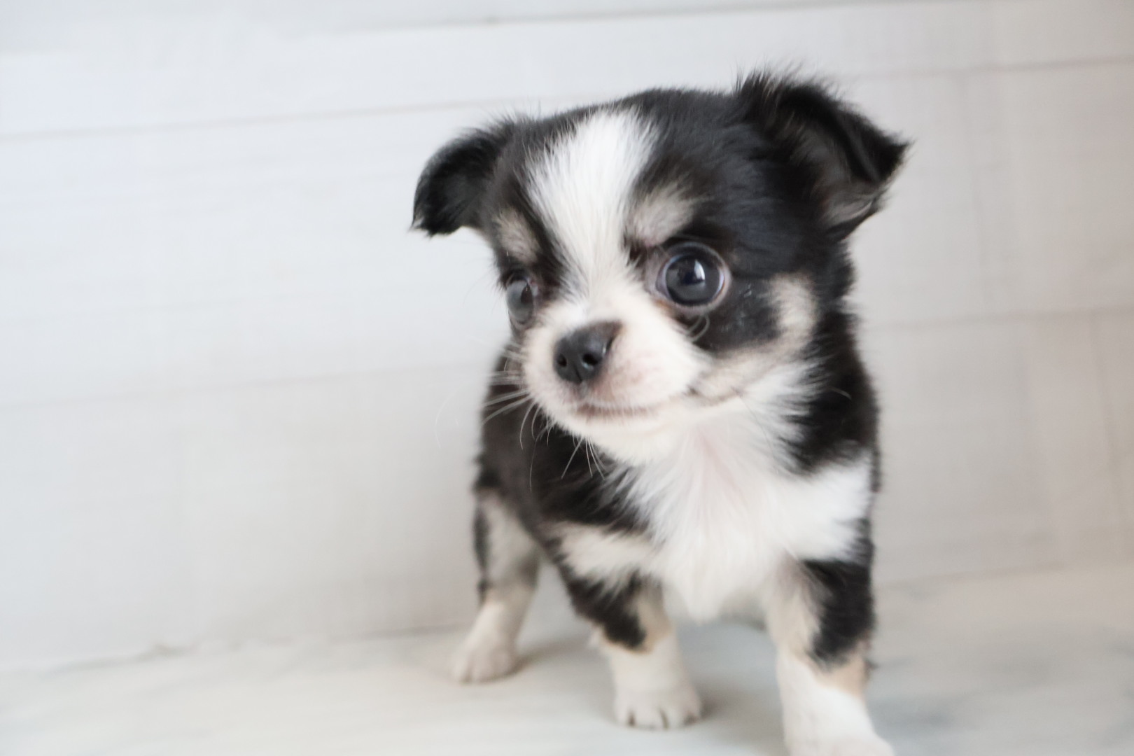 ロングコートチワワ ブラックタンホワイトの子犬｜福岡 |ペッツメイトイオン小郡店