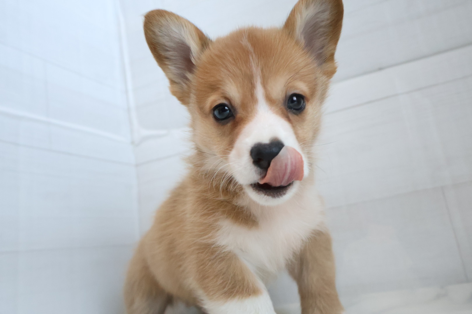 ウェルシュコーギー・ペンブローク レッドホワイトの子犬｜福岡 | ペッツメイト天神大名店