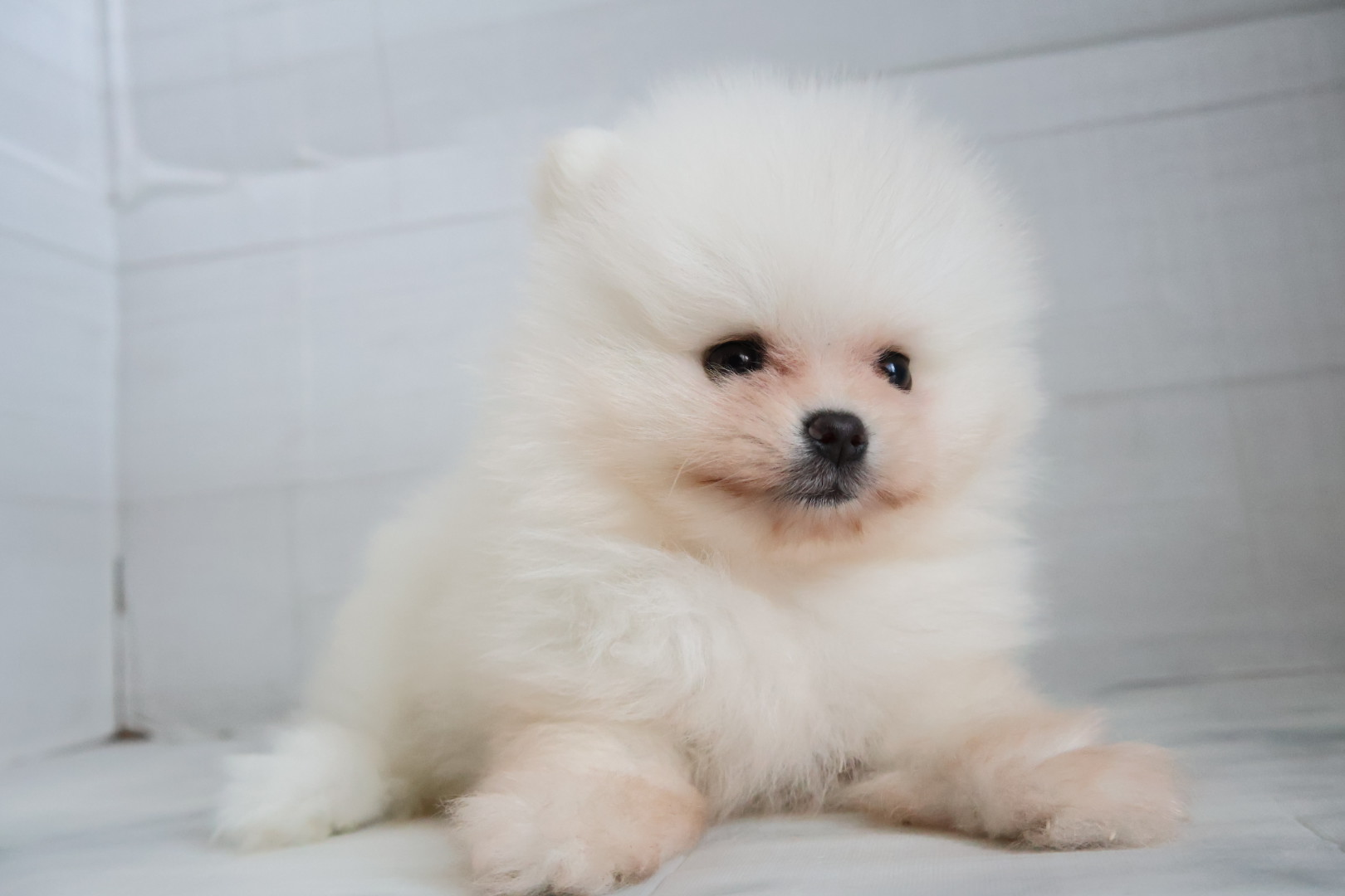 ポメラニアン ホワイトの子犬｜宮崎 | ペッツメイトイオン都城店