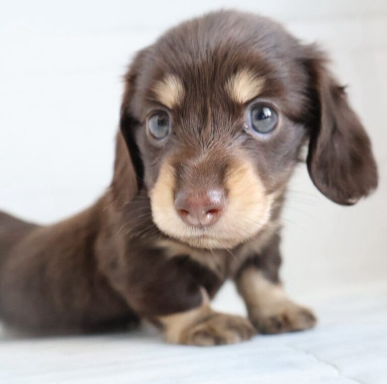ミニチュアダックスフンドの子犬（福岡・ペッツメイトイオン小郡店在籍）