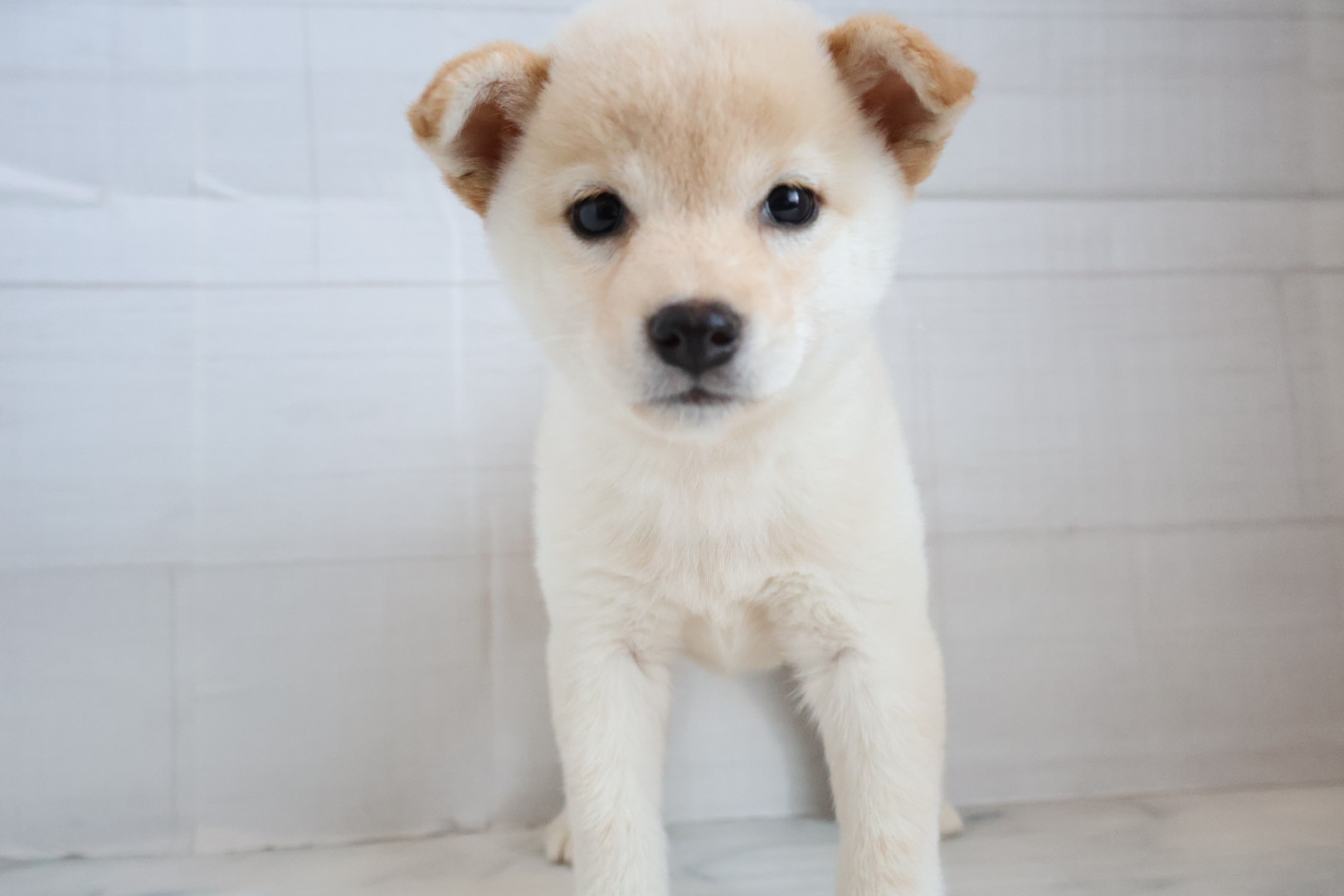 柴 白の子犬｜佐賀 |ペッツメイト佐賀店