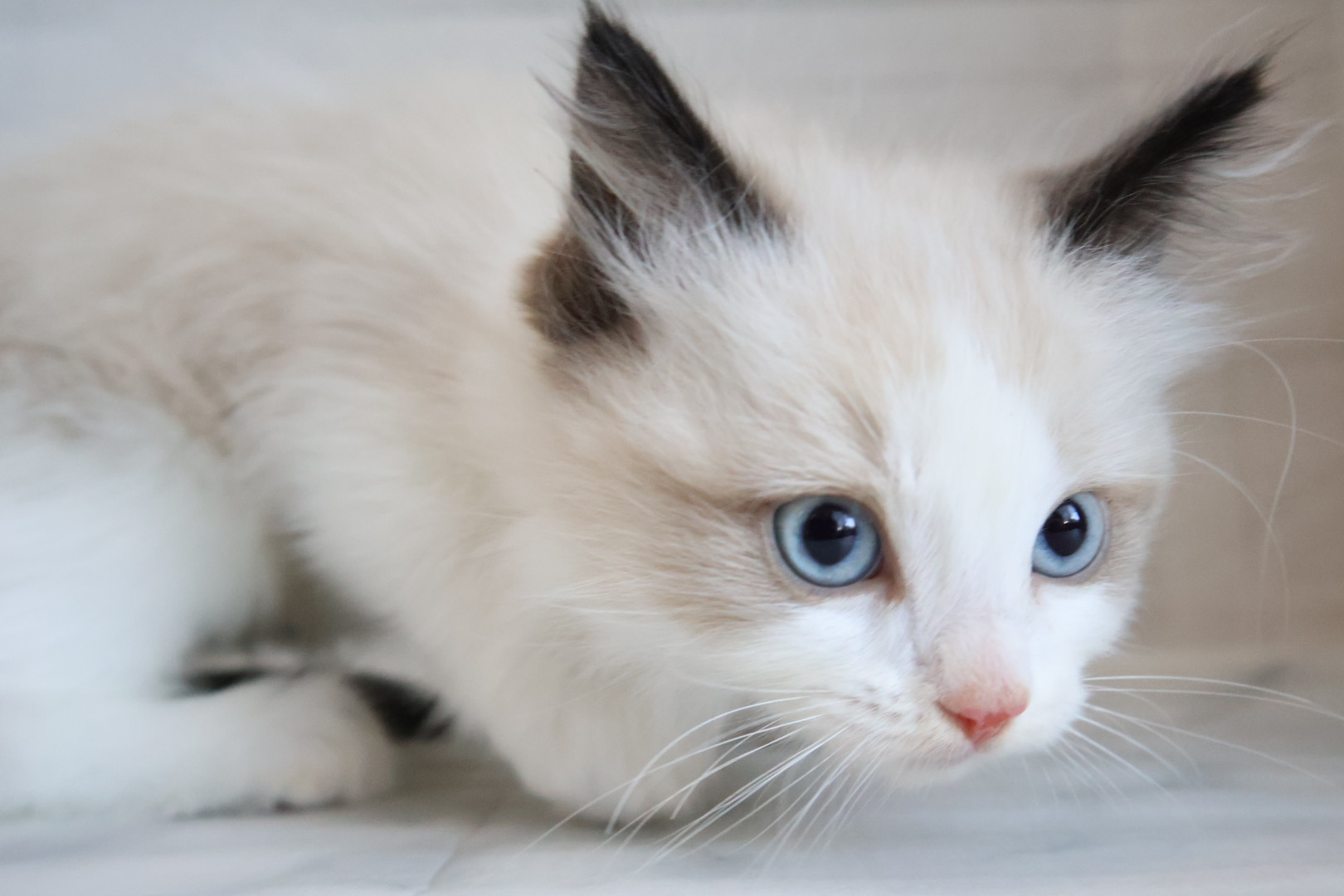 ラグドール シールポイントバイカラーの子猫｜佐賀 |ペッツメイト佐賀店